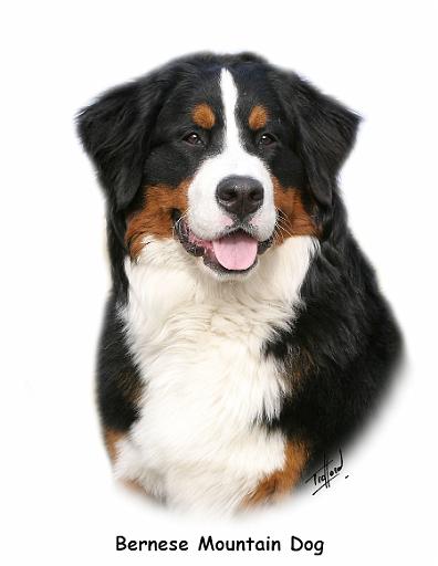 Bernese 9Y348D-115.jpg